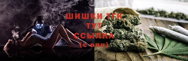 прущие грибы Лабытнанги